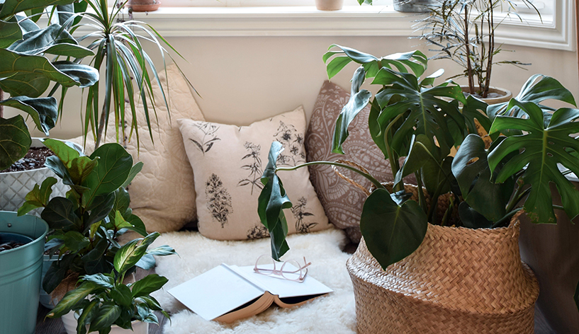 Comment éliminer les pucerons de vos plantes d’intérieur ?